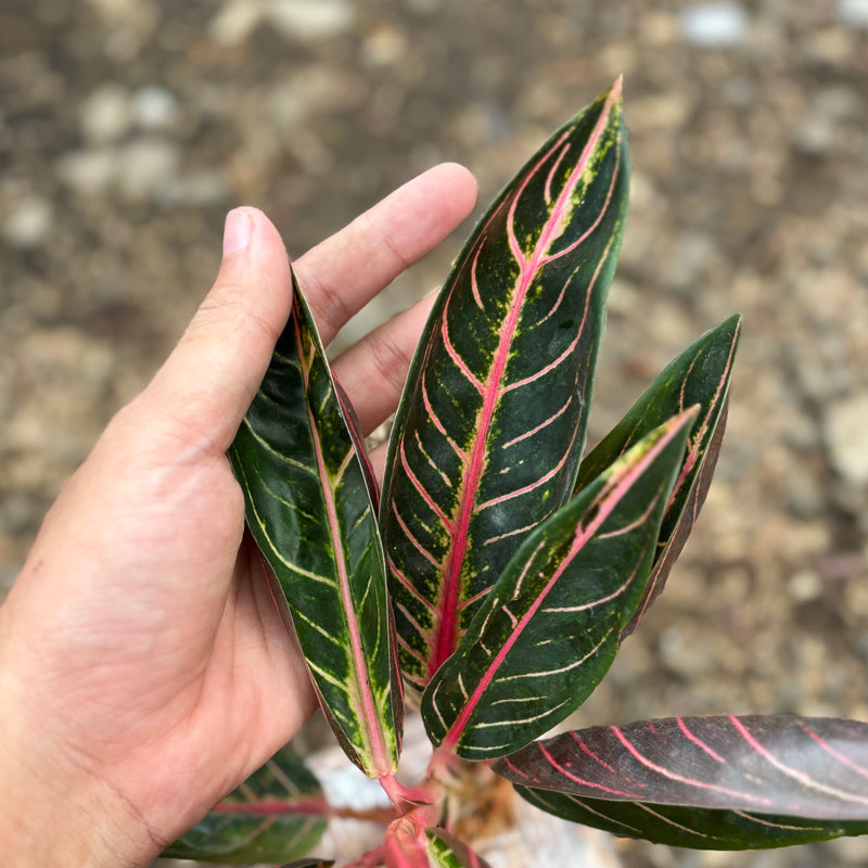 Aglaonema red sumatera