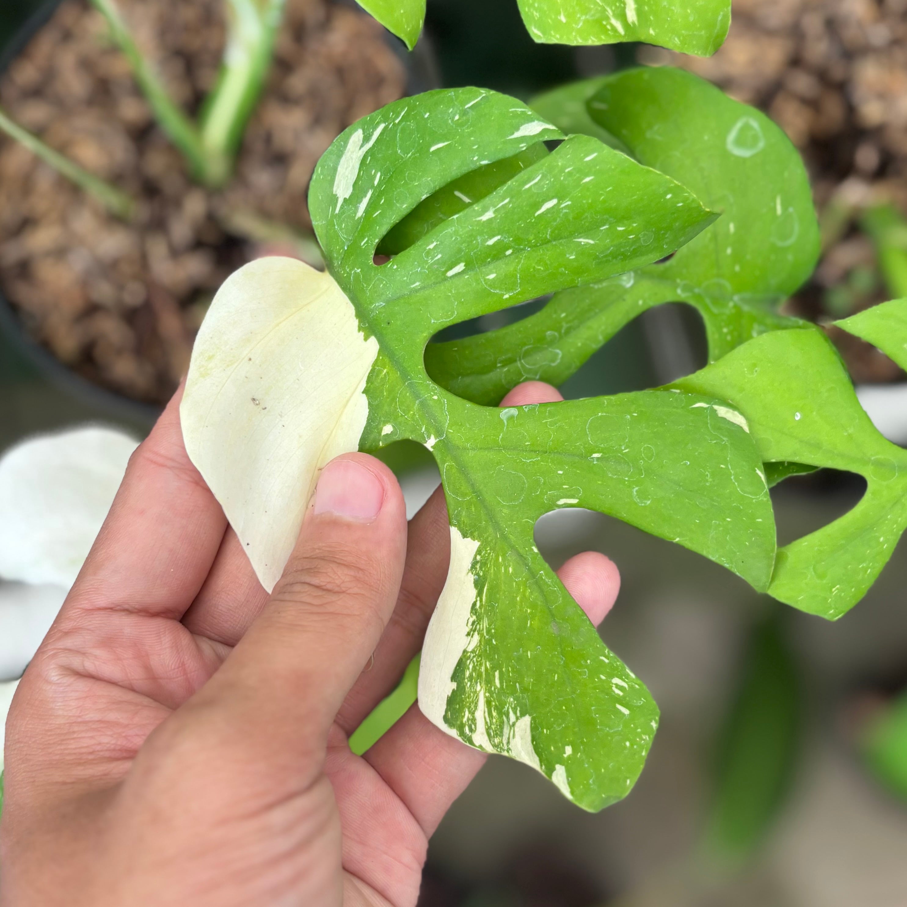 Rhaphidophora tetrasperma thai constellation