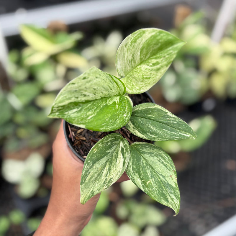 Scindapsus treubii mint aurea variegated