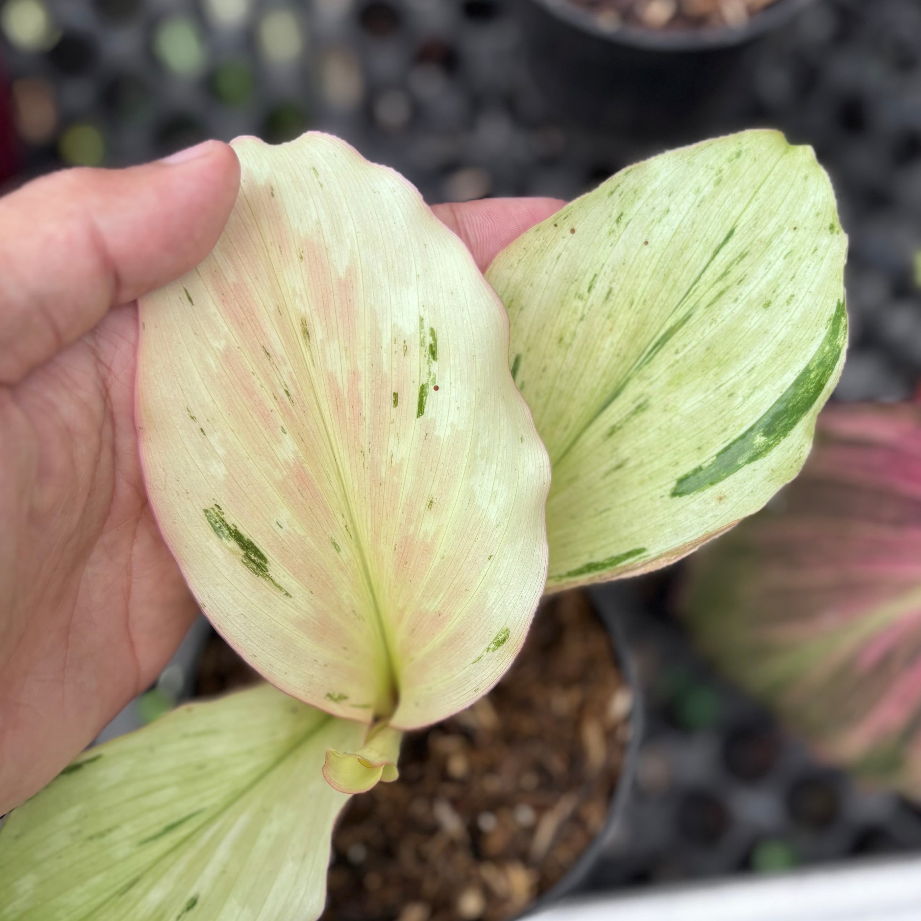 Kaempferia galanga variegated - aromatic ginger