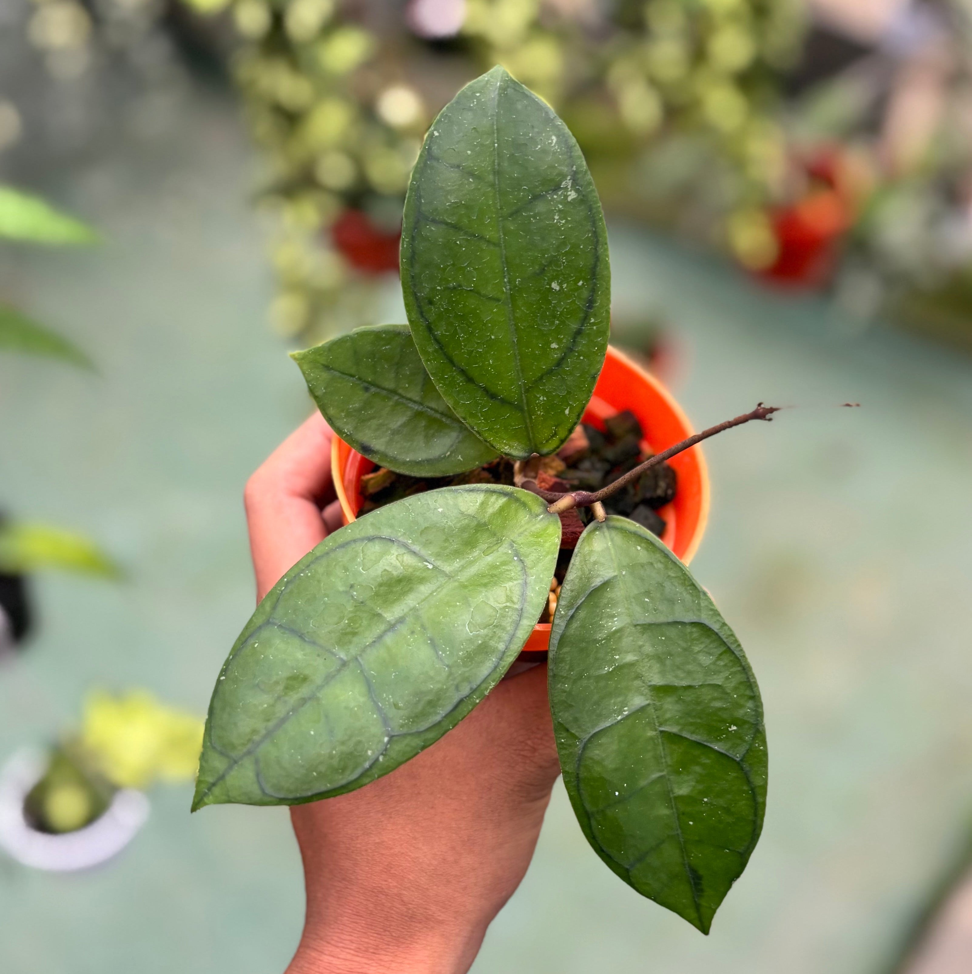 Hoya callistophylla ‘veinless’
