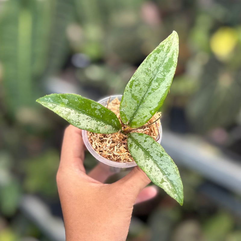 Hoya buntokensis silver
