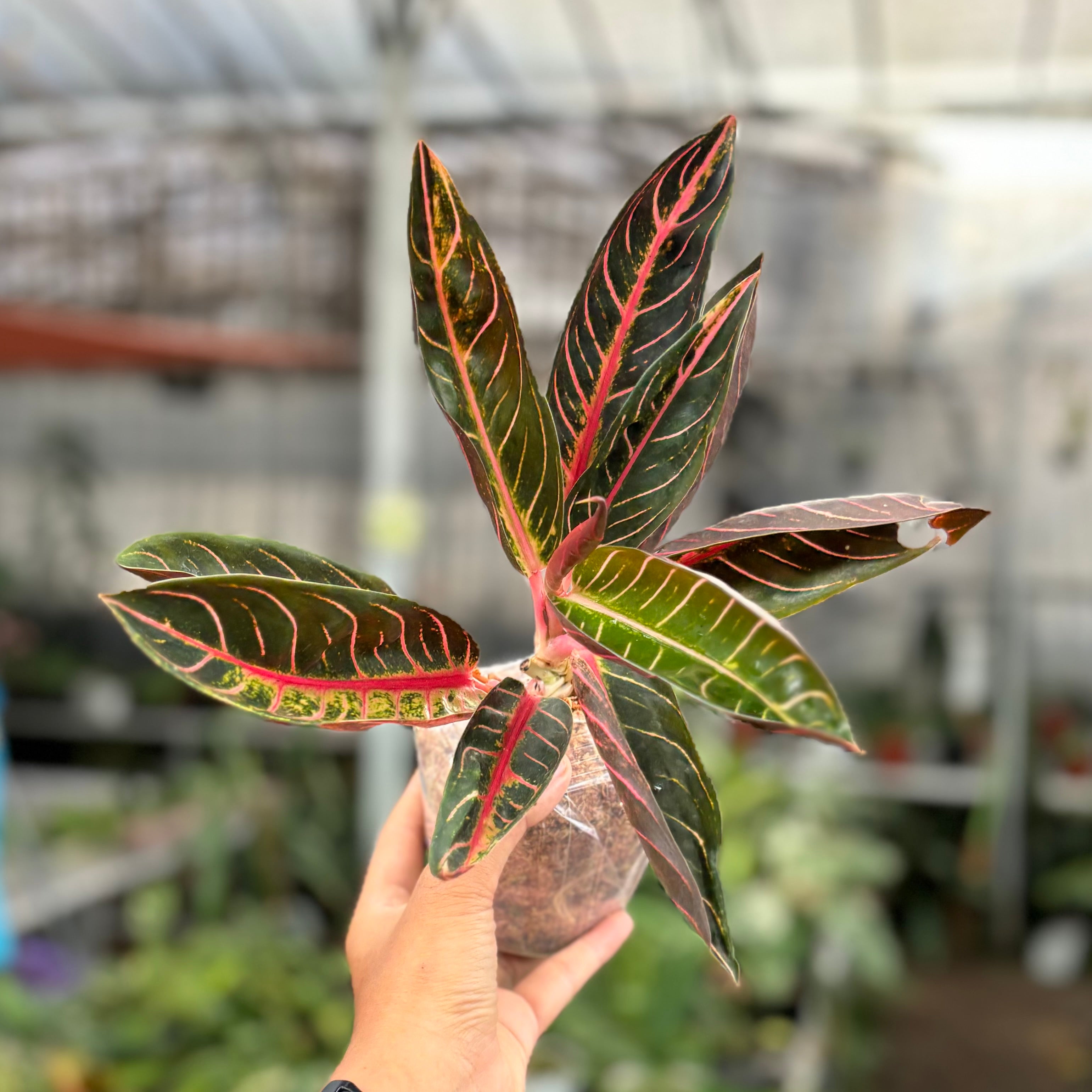 Aglaonema pictum tricolor”Endor” 【LA0915-03j】