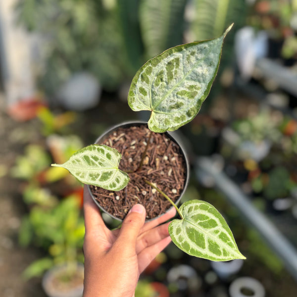 Anthurium muchlis x red crystallinum