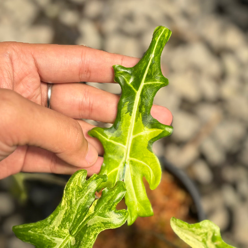 Alocasia portei aurea variegated