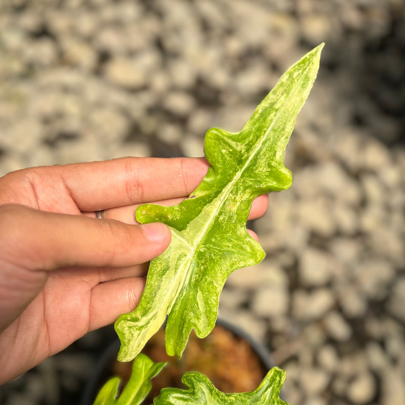 Alocasia portei aurea variegated