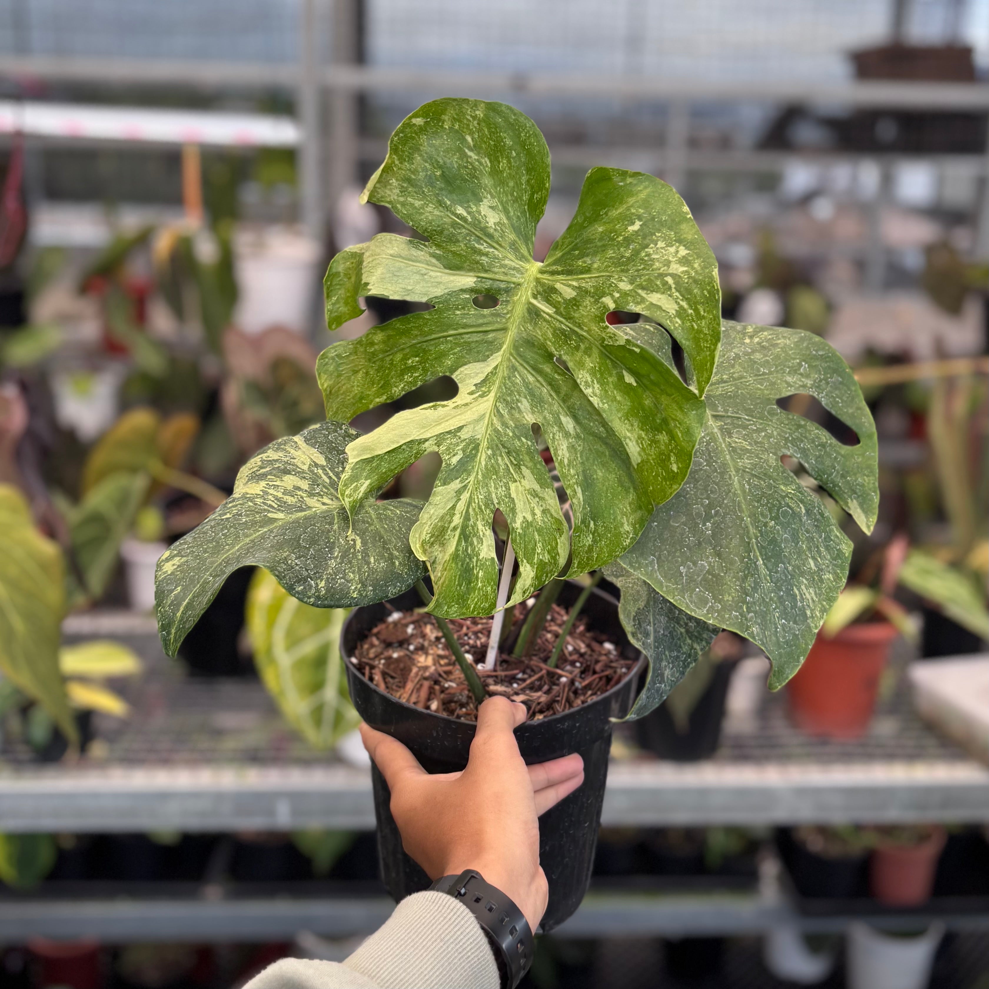 寒波sale超レアMonstera deliciosa Oceana Monstera oceana contorted