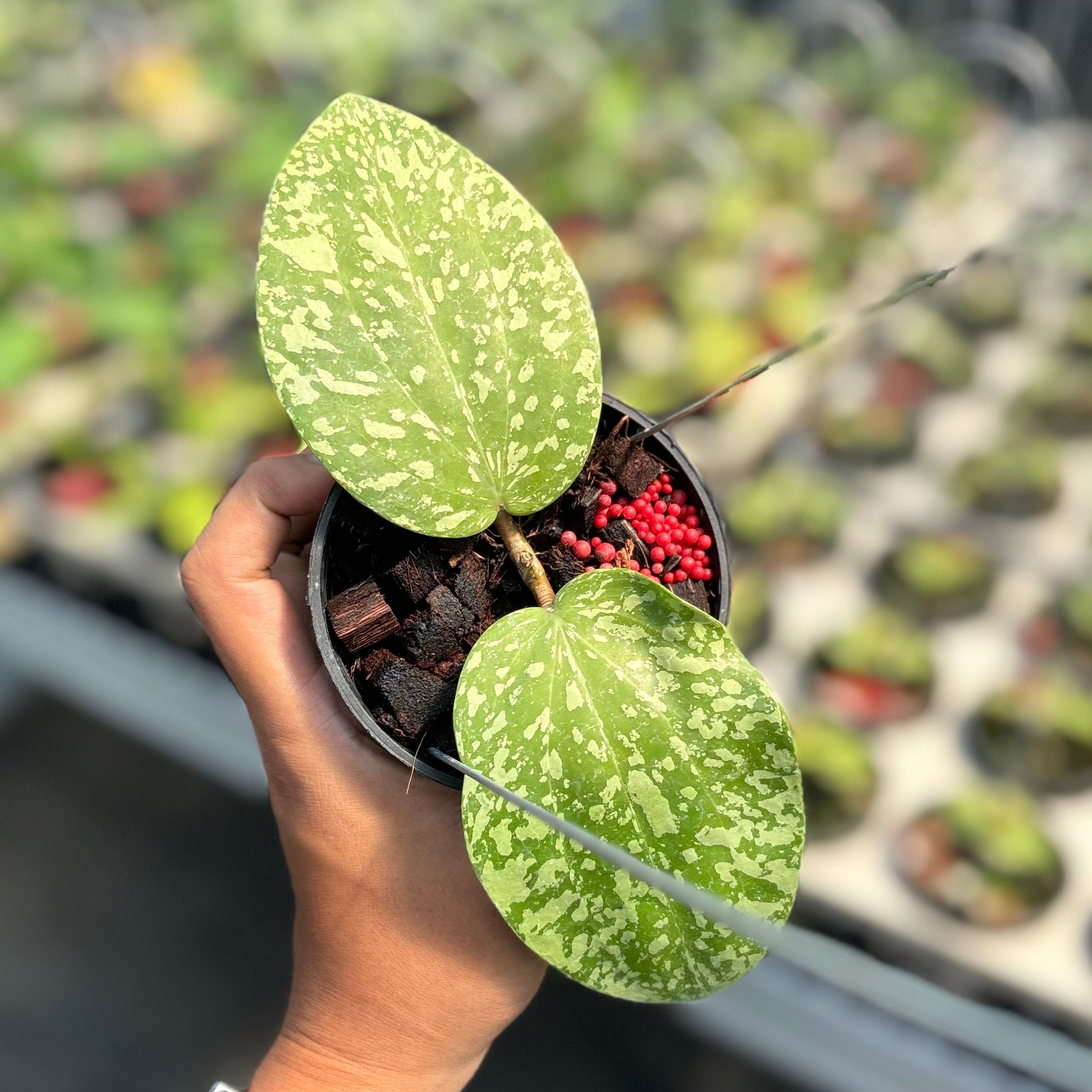 Hoya glabra silver splash