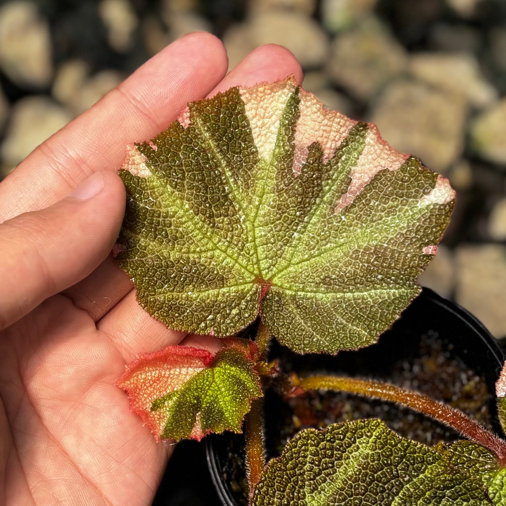 Begonia soli mutata variegated