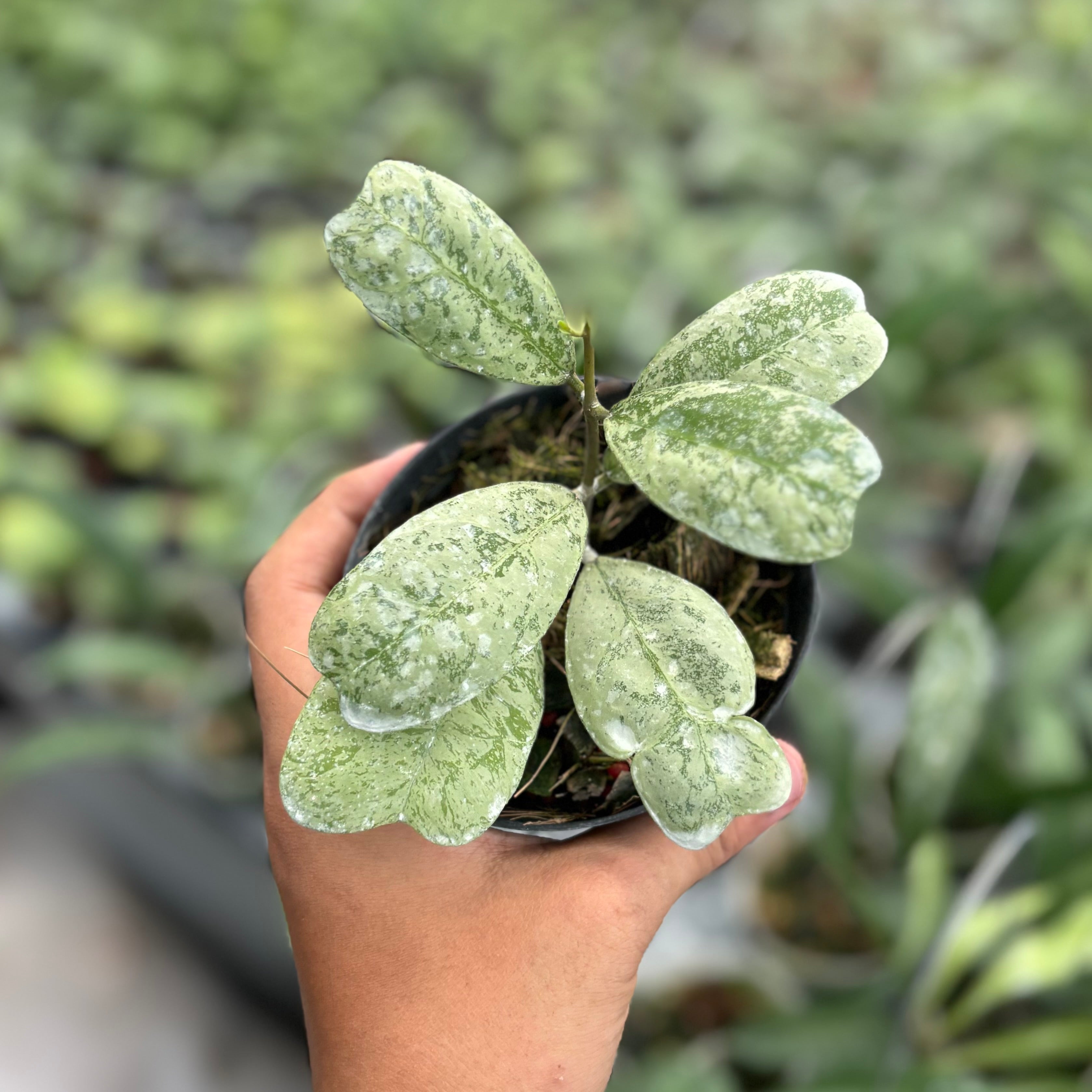 Hoya deykeae morning dew