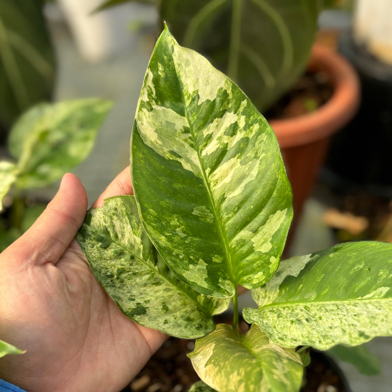 Schimatoglottis marble variegated Sp Borneo