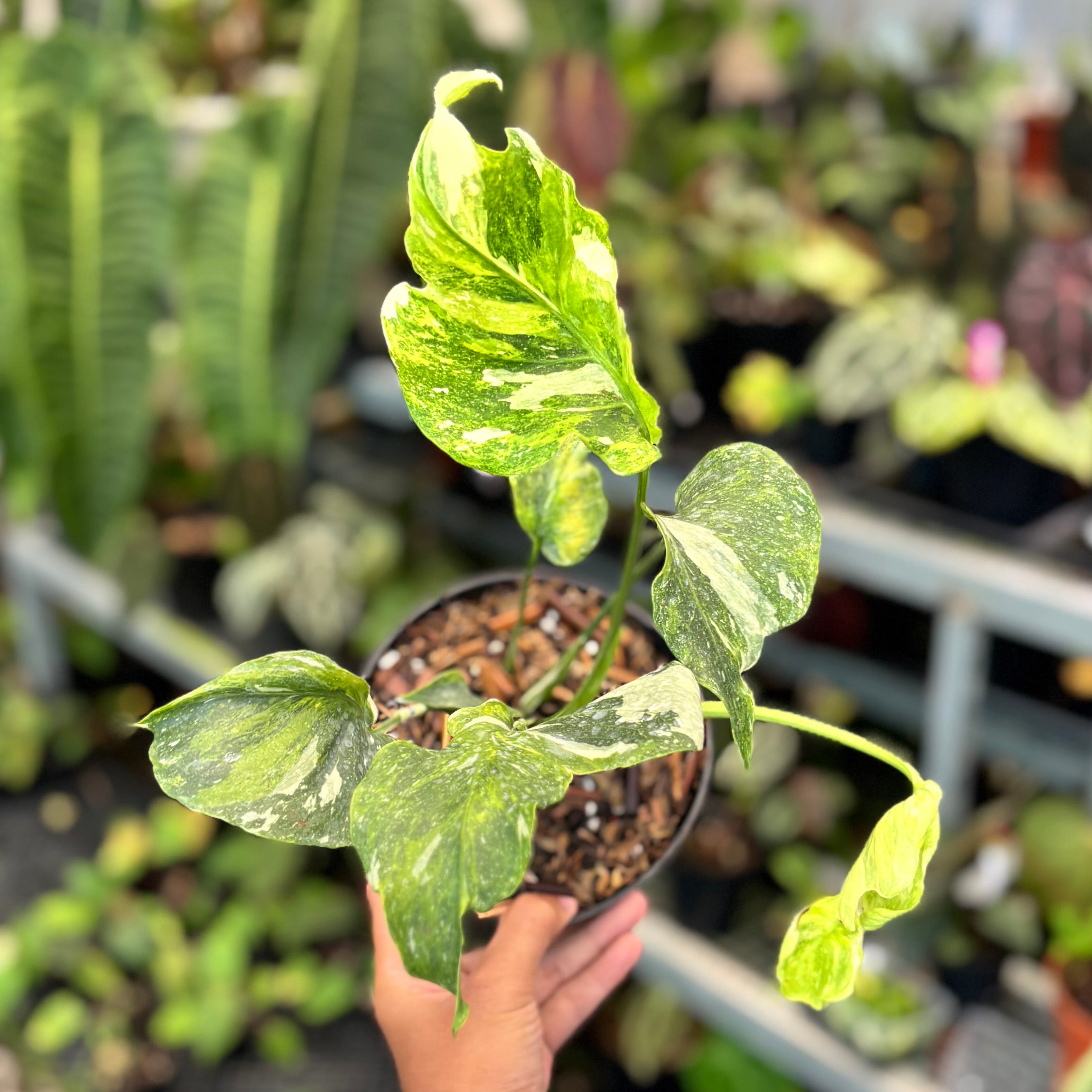 Monstera Spectra