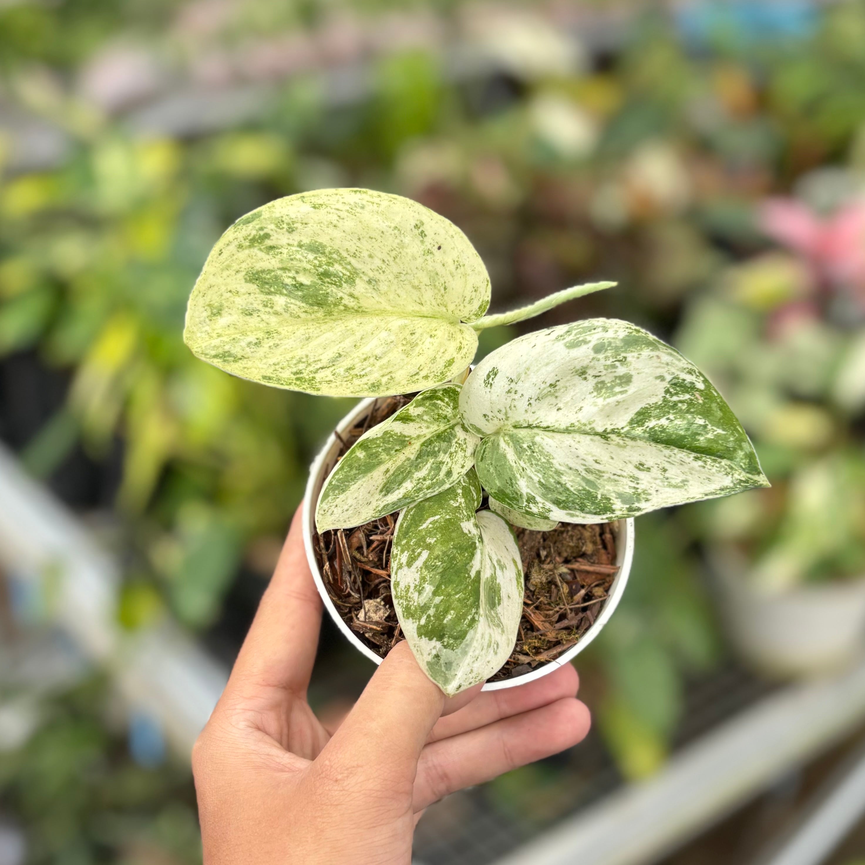 Scindapsus halimun Sp Cisangku