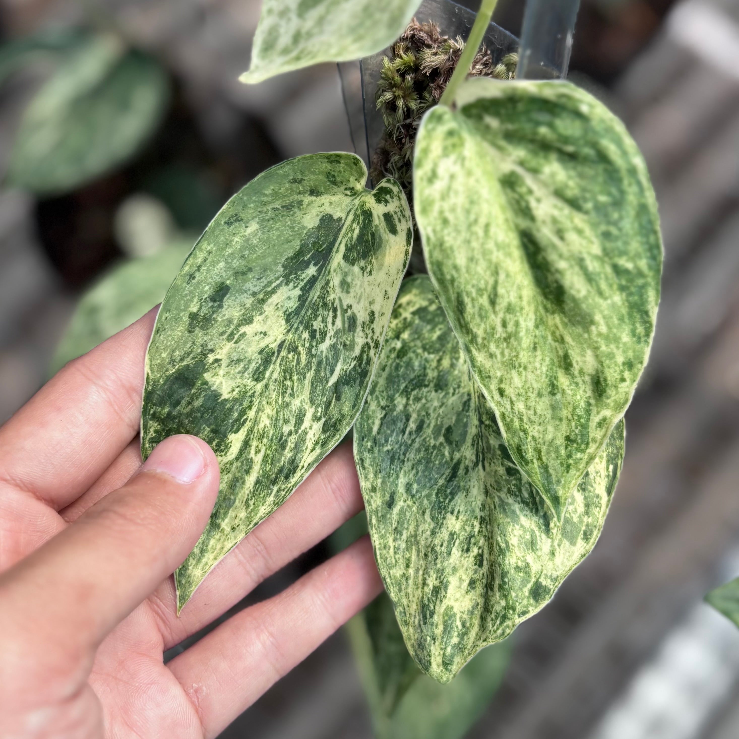 Scindapsus silver satin variegated  v2 - vining