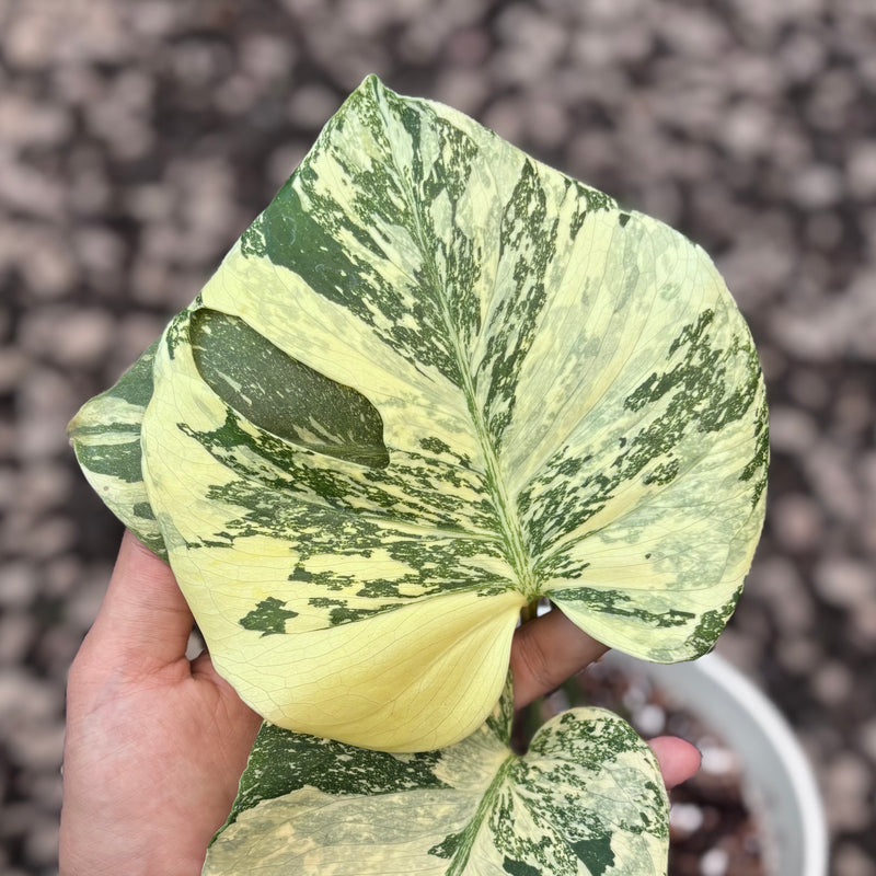 Monstera creme brulee - high variegation