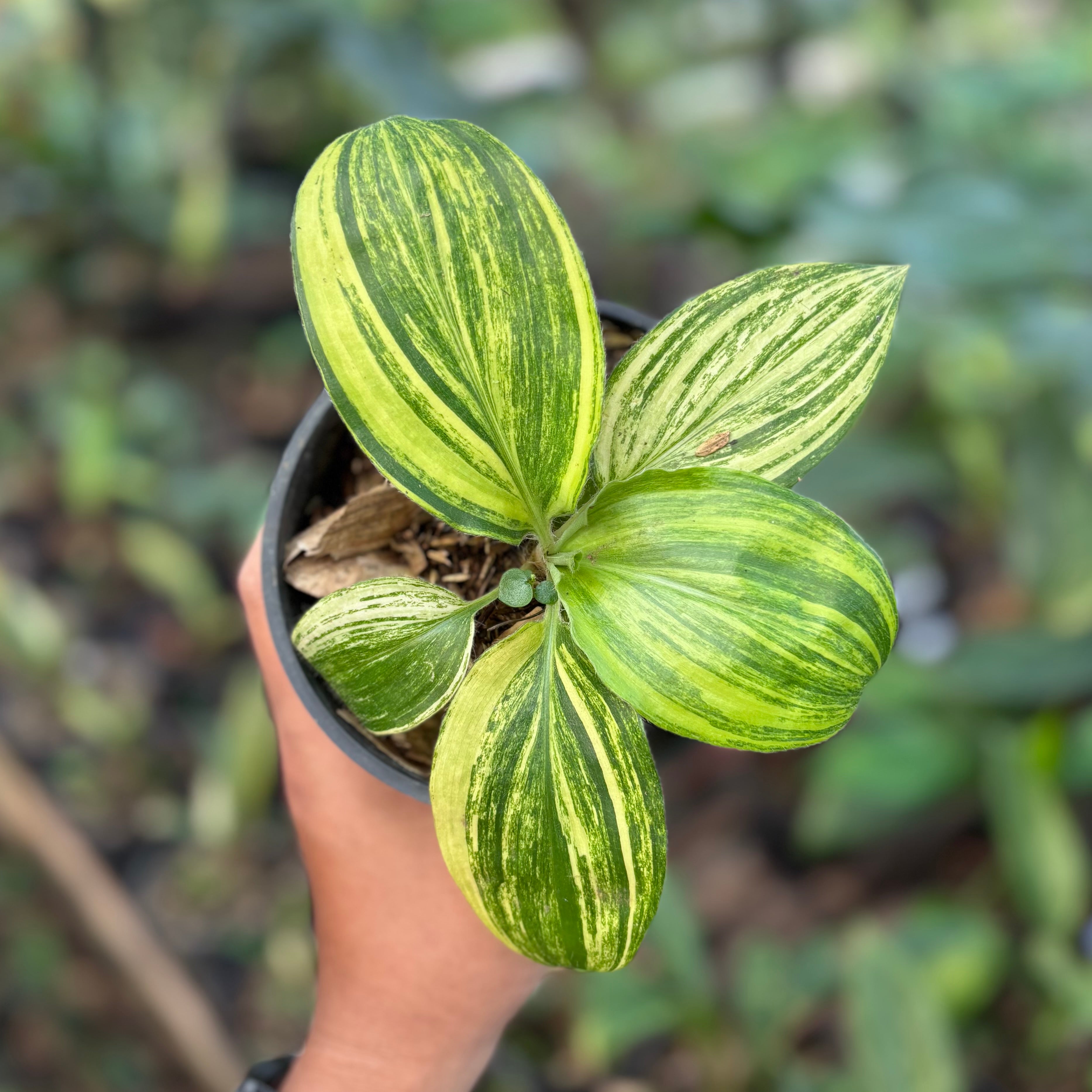 Palisota bracteosa variegated