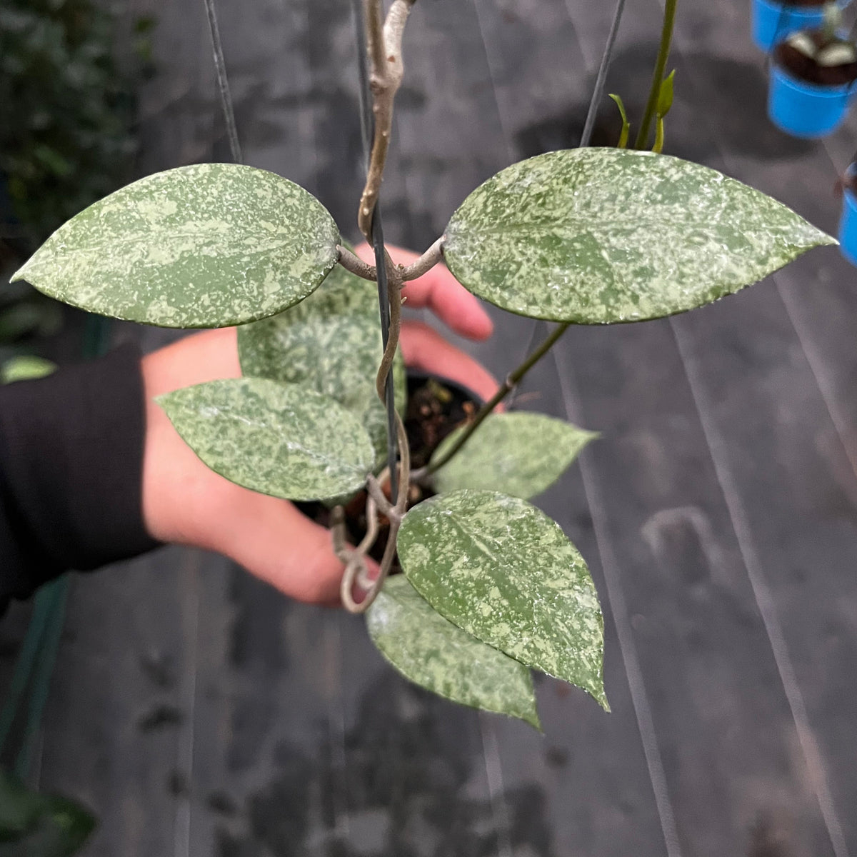 Hoya verticillata silver galaxy sp Pemalang