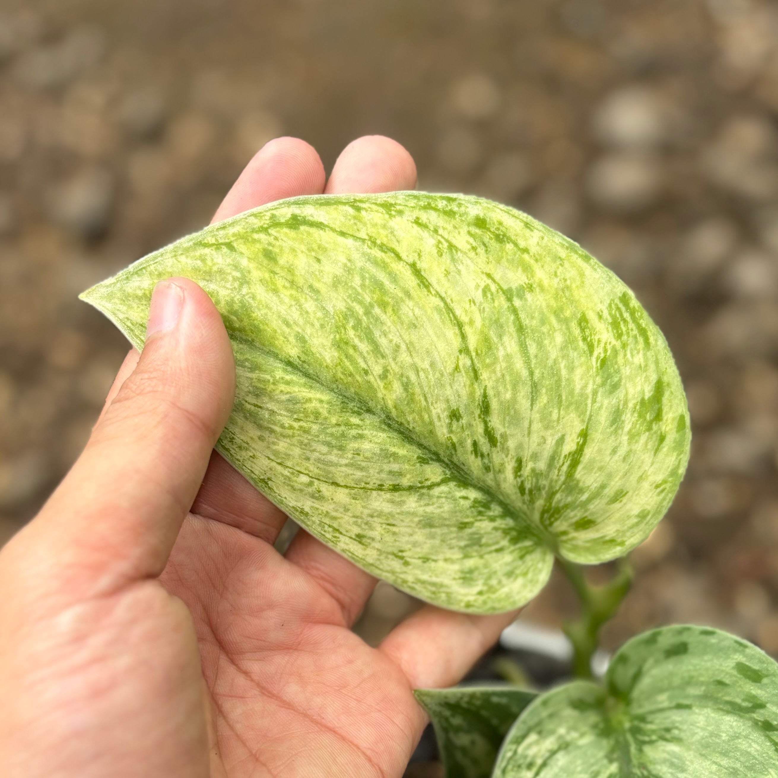 Scindapsus hologram variegated