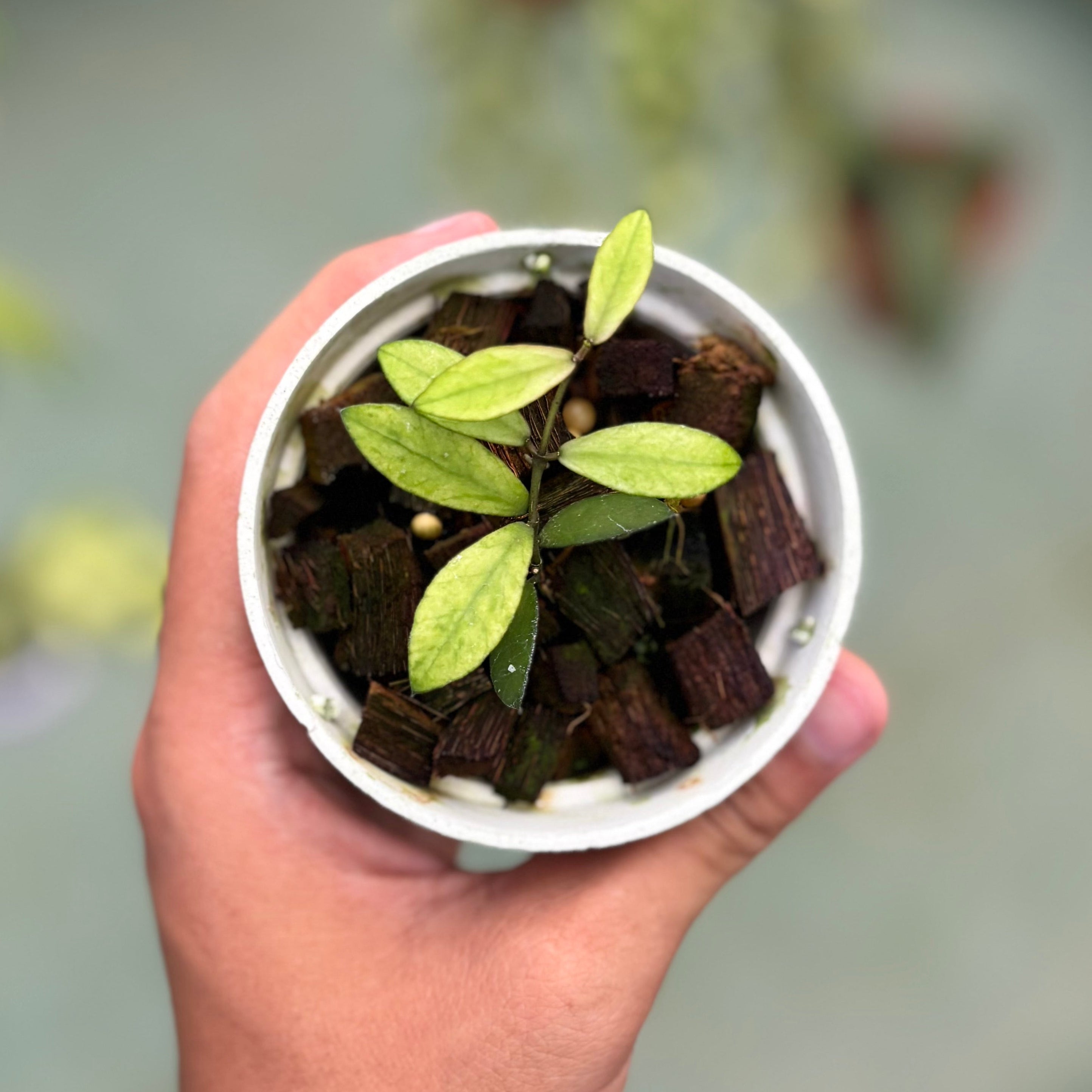 Hoya mini coin variegated