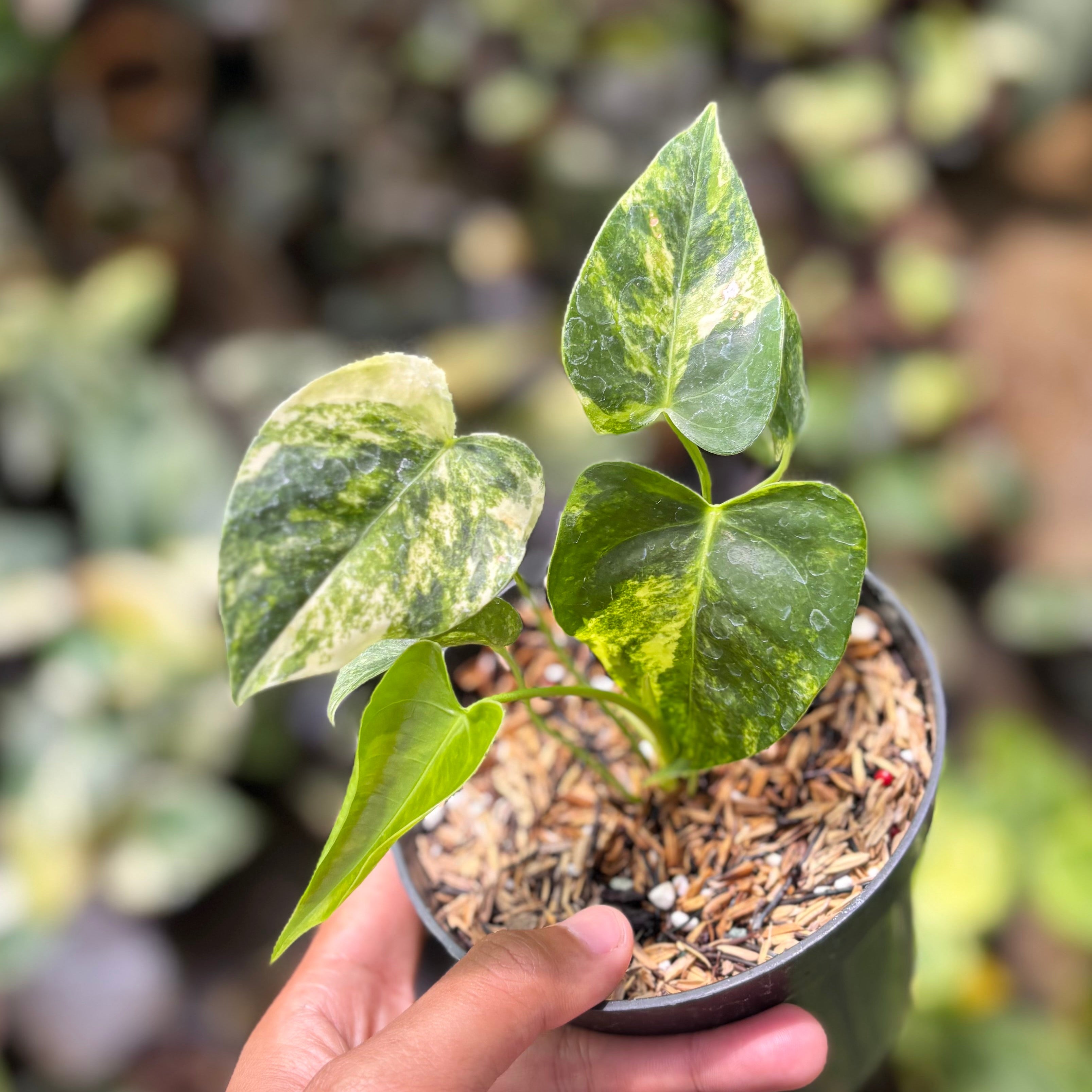 Anthurium Veitchii Variegated