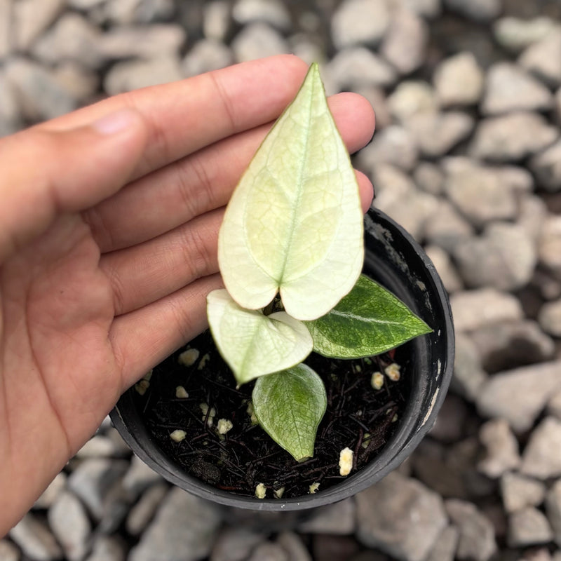 Anthurium silver blush white mint variegated - Seedling