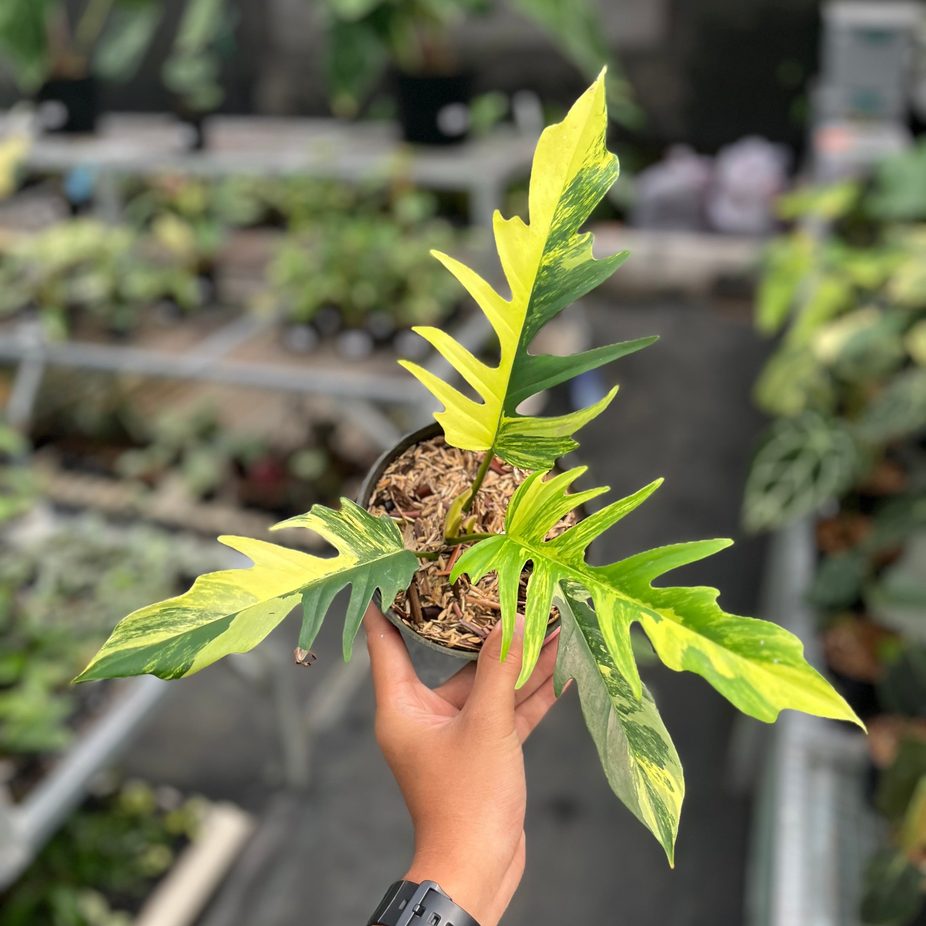 Philodendron florida beauty x tortum variegated