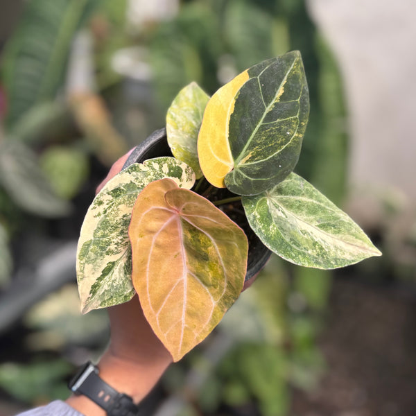 Anthurium papilillaminum variegated x papilillaminum red veins