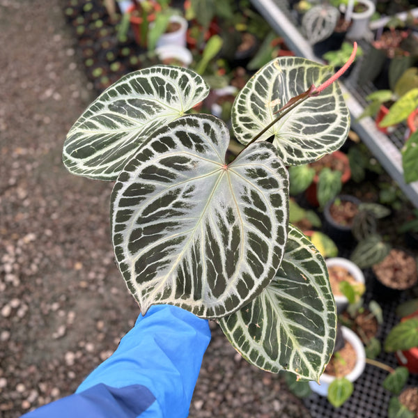 Anthurium HU x RC (King of spades x Red crystallinum) Mature size