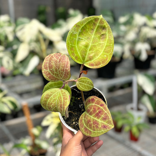 Hoya Latifolia sp Sarawak – Aroid Market