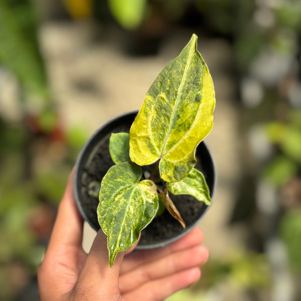 Anthurium forgetii variegated x Red spider