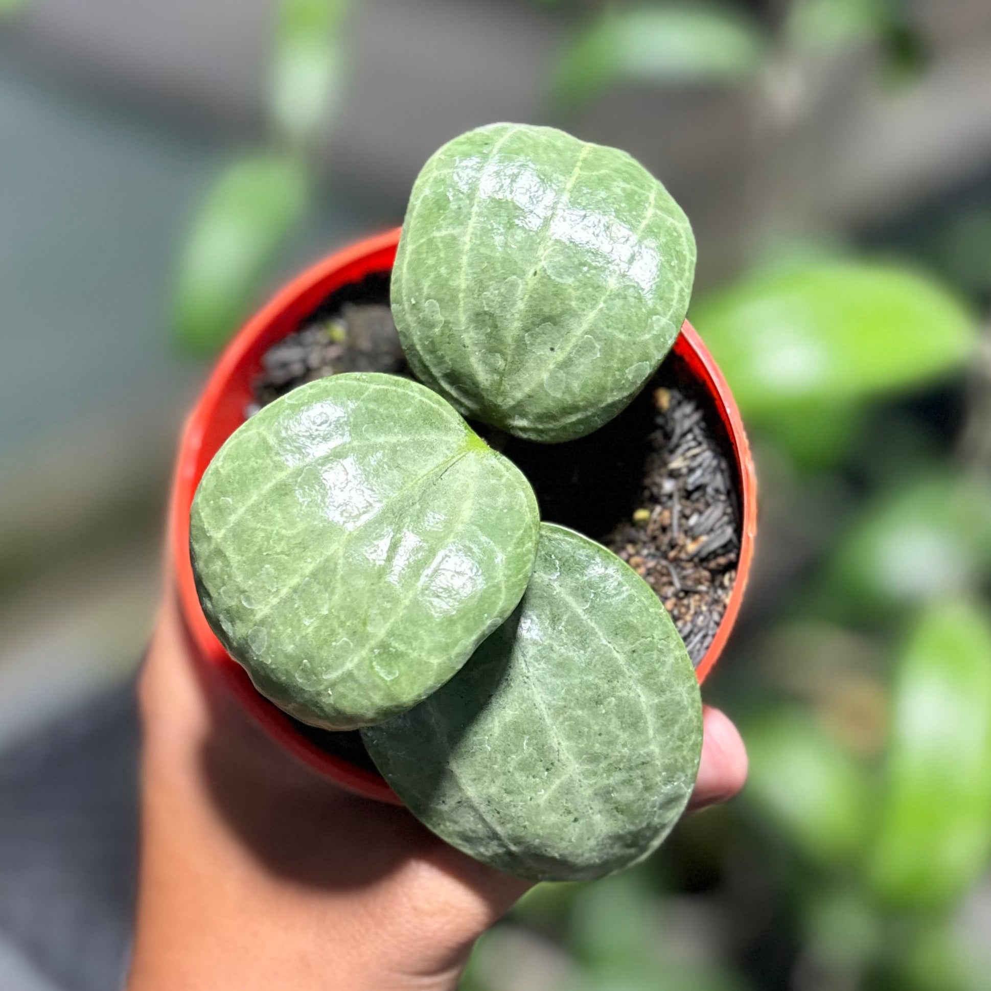 Hoya latifolia sarawak silver