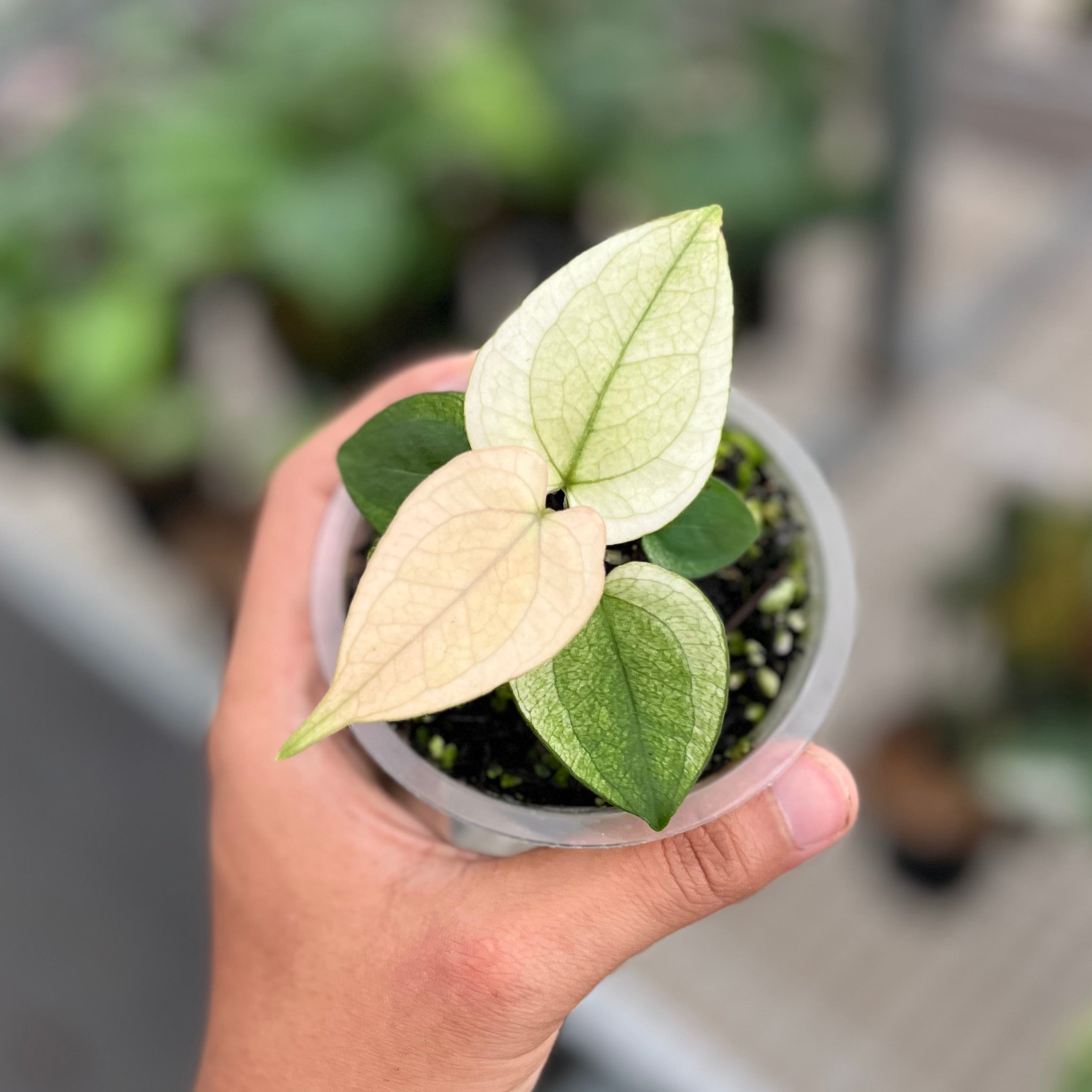 Anthurium silver blush white mint variegated - Seedling