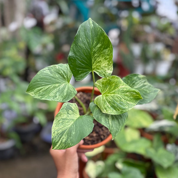 Homalomena rubescens marble variegated Sp Borneo