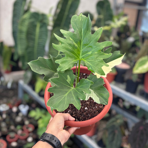 Thaumatophyllum selloum white variegated