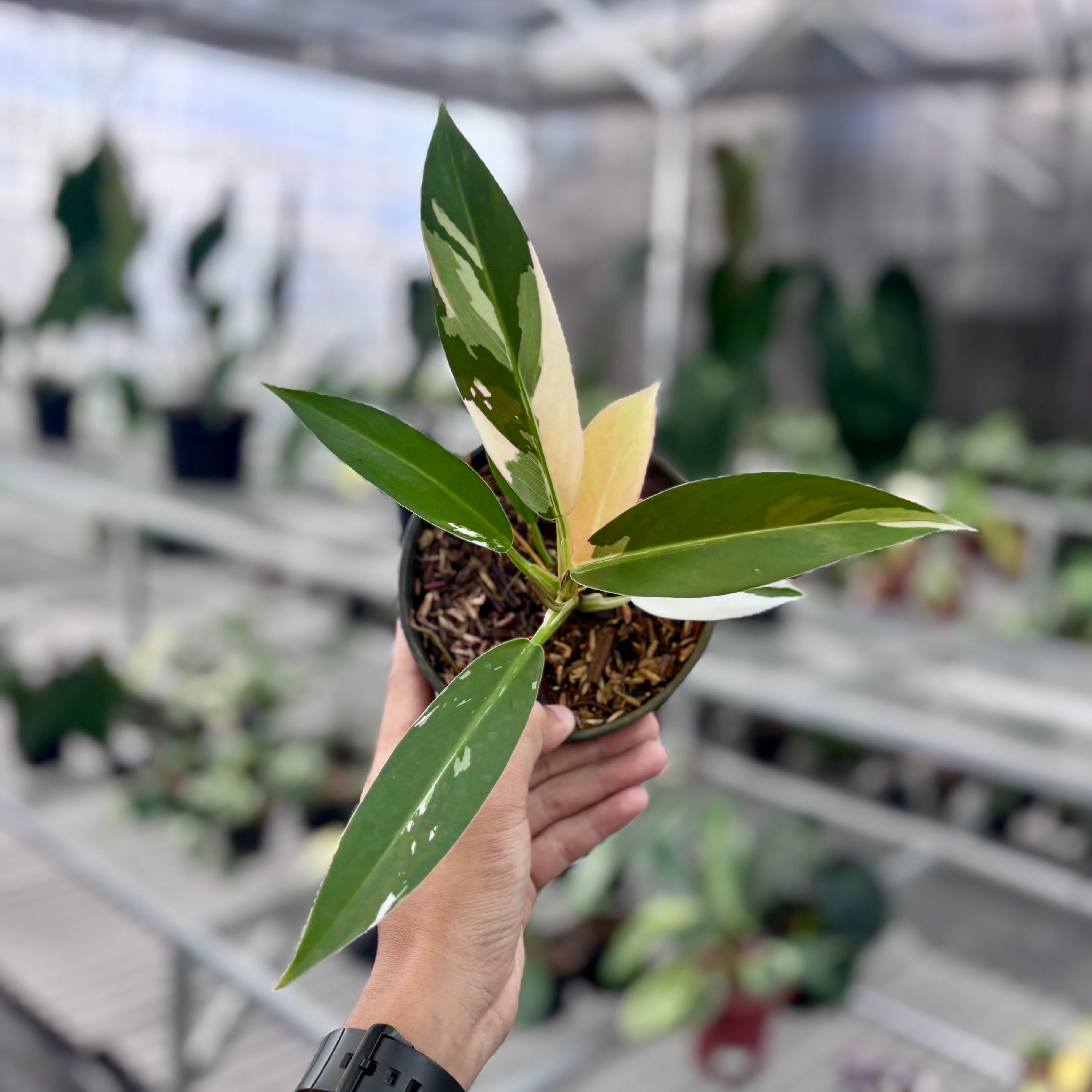 Philodendron wend imbe variegated