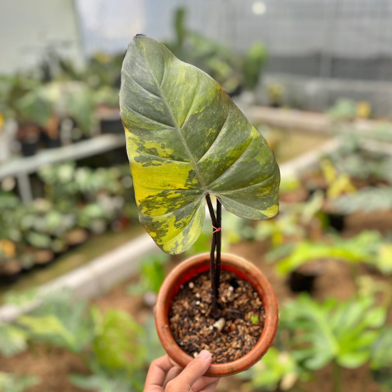 Philodendron dark lord variegated - cuttings 1 leaf
