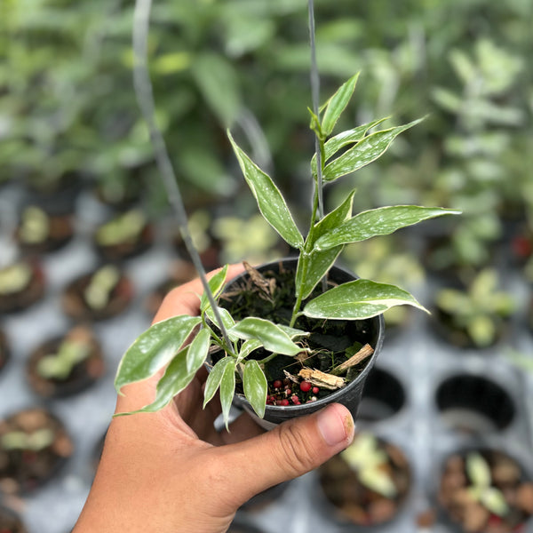 Hoya polynera albomarginata