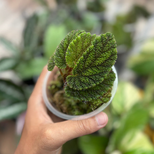 Begonia green velvet Sp Papua