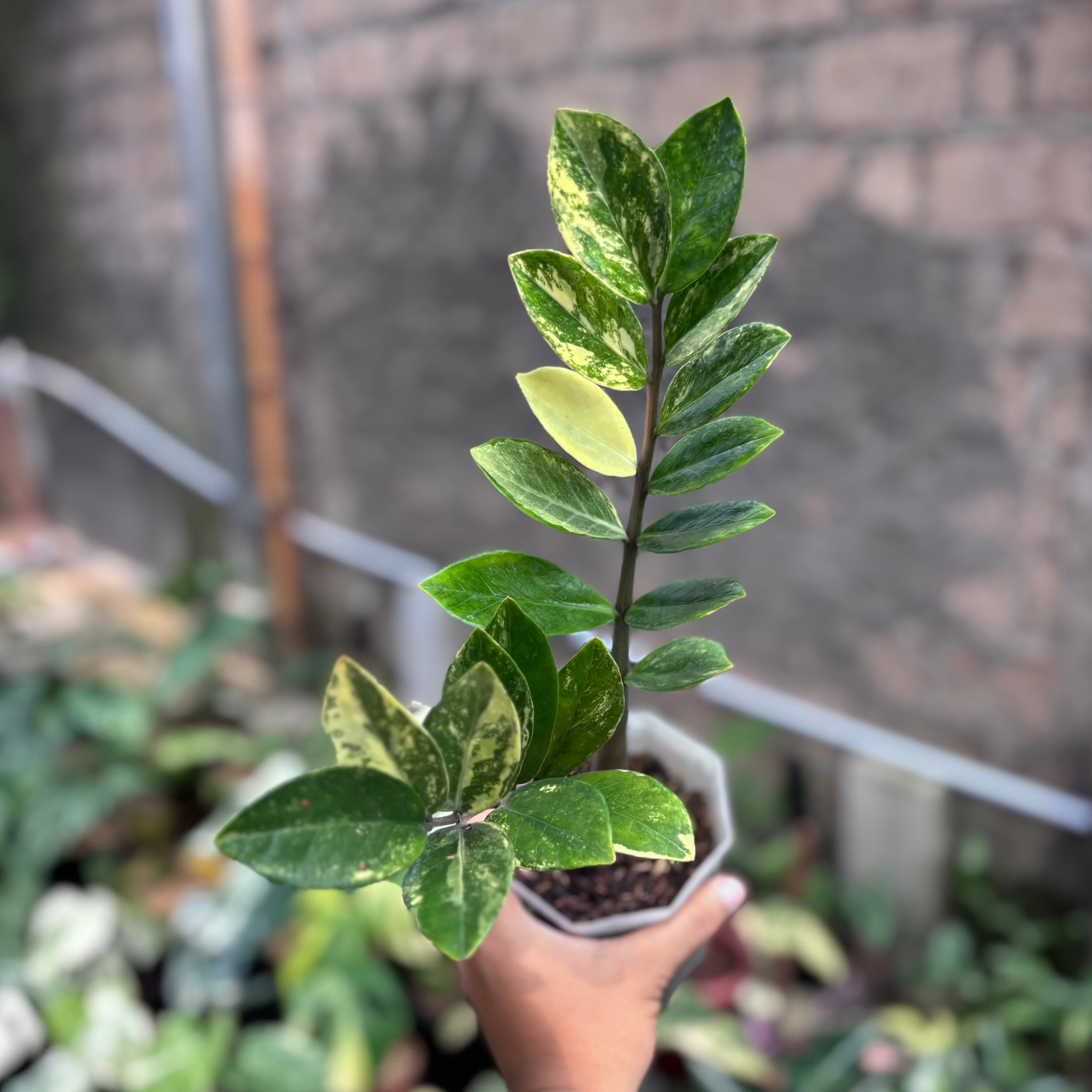 Zamioculcas zamiifolia variegated - ZZ plant