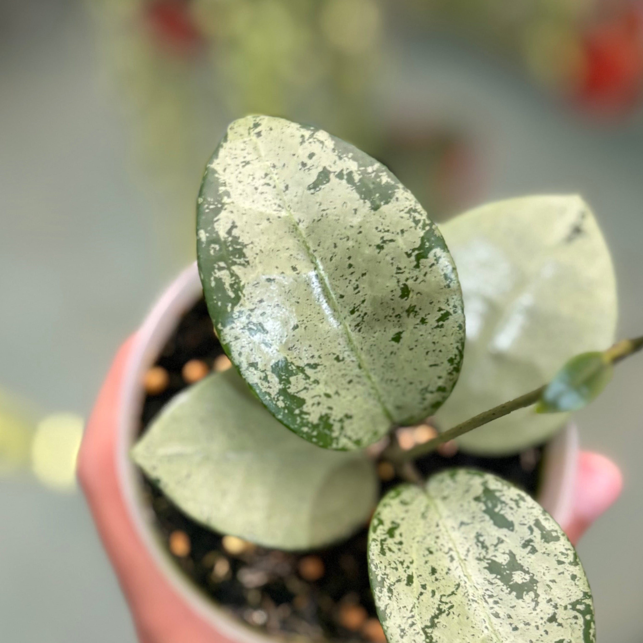 Hoya parasitica silver heart