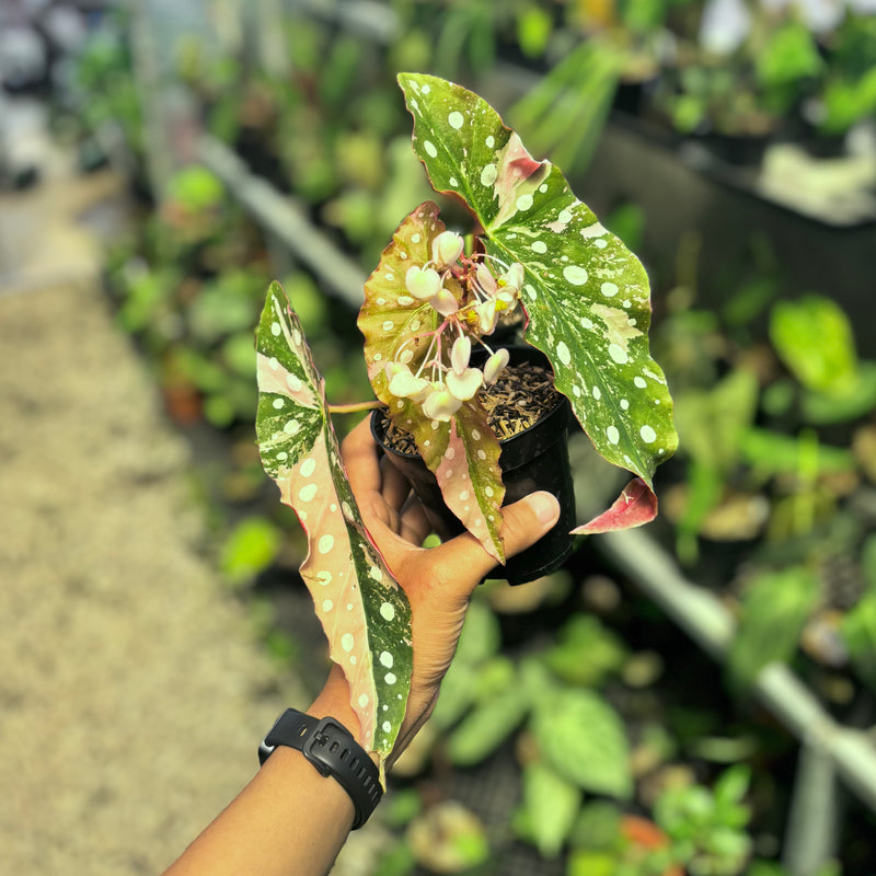 Begonia maculata variegated