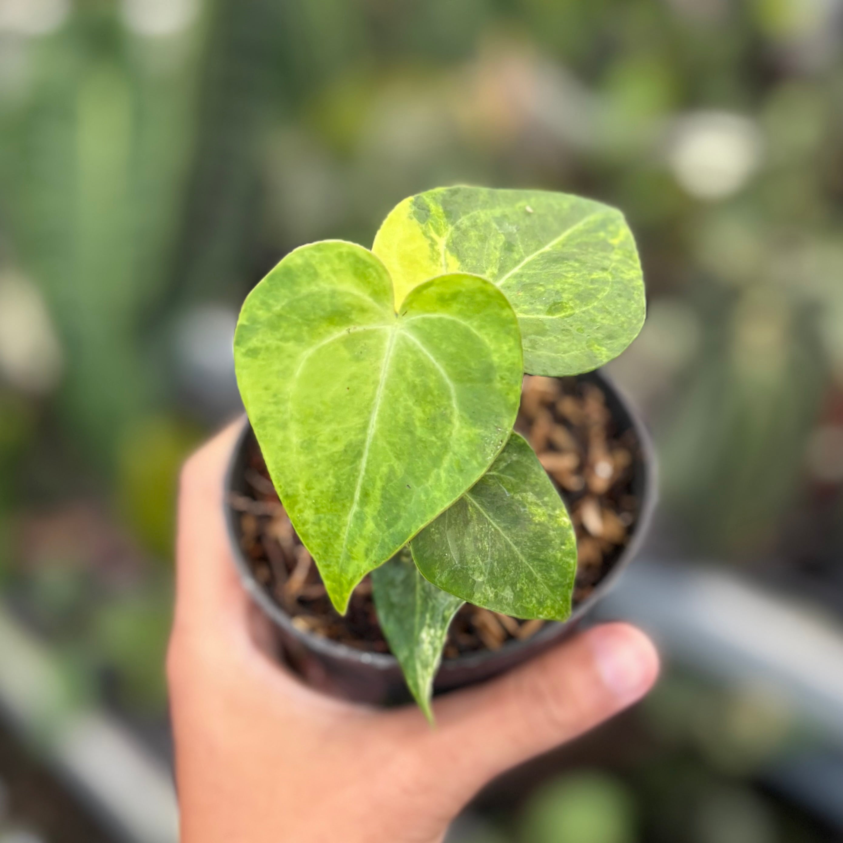 Anthurium clarinervium seedling variegated