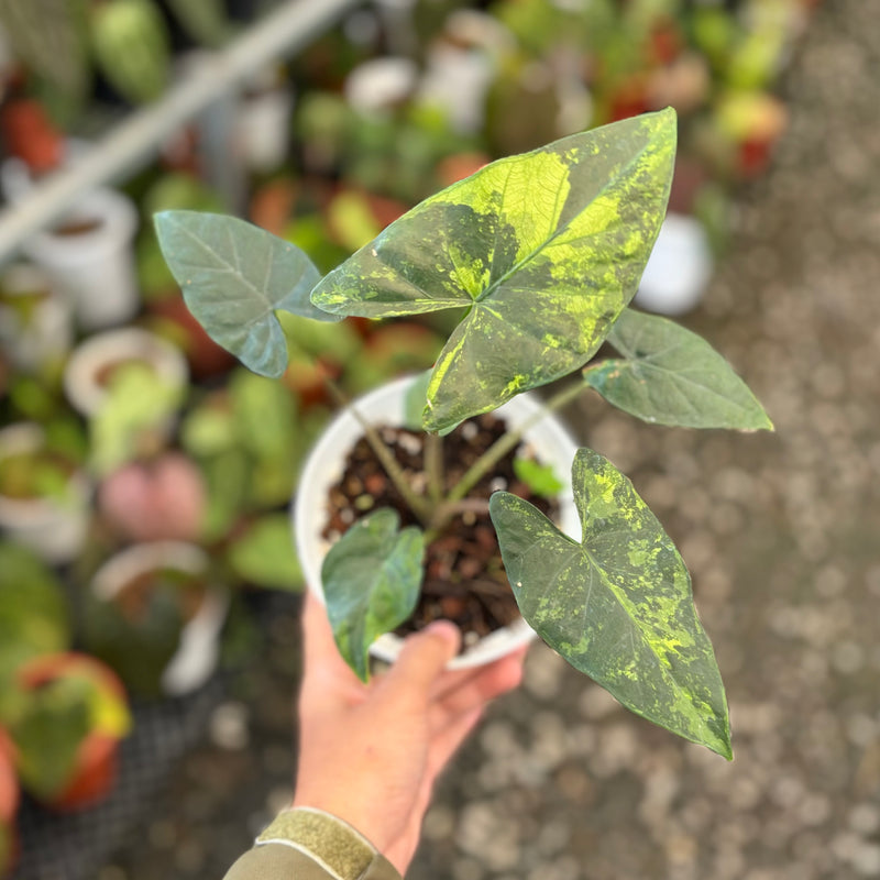 Alocasia flemingiana variegated