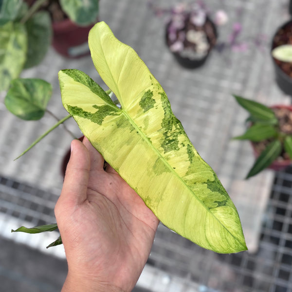 Philodendron paraiso verde variegated