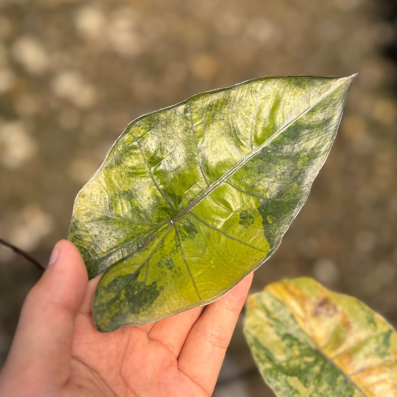 Alocasia yucatan golden aurea veriegated