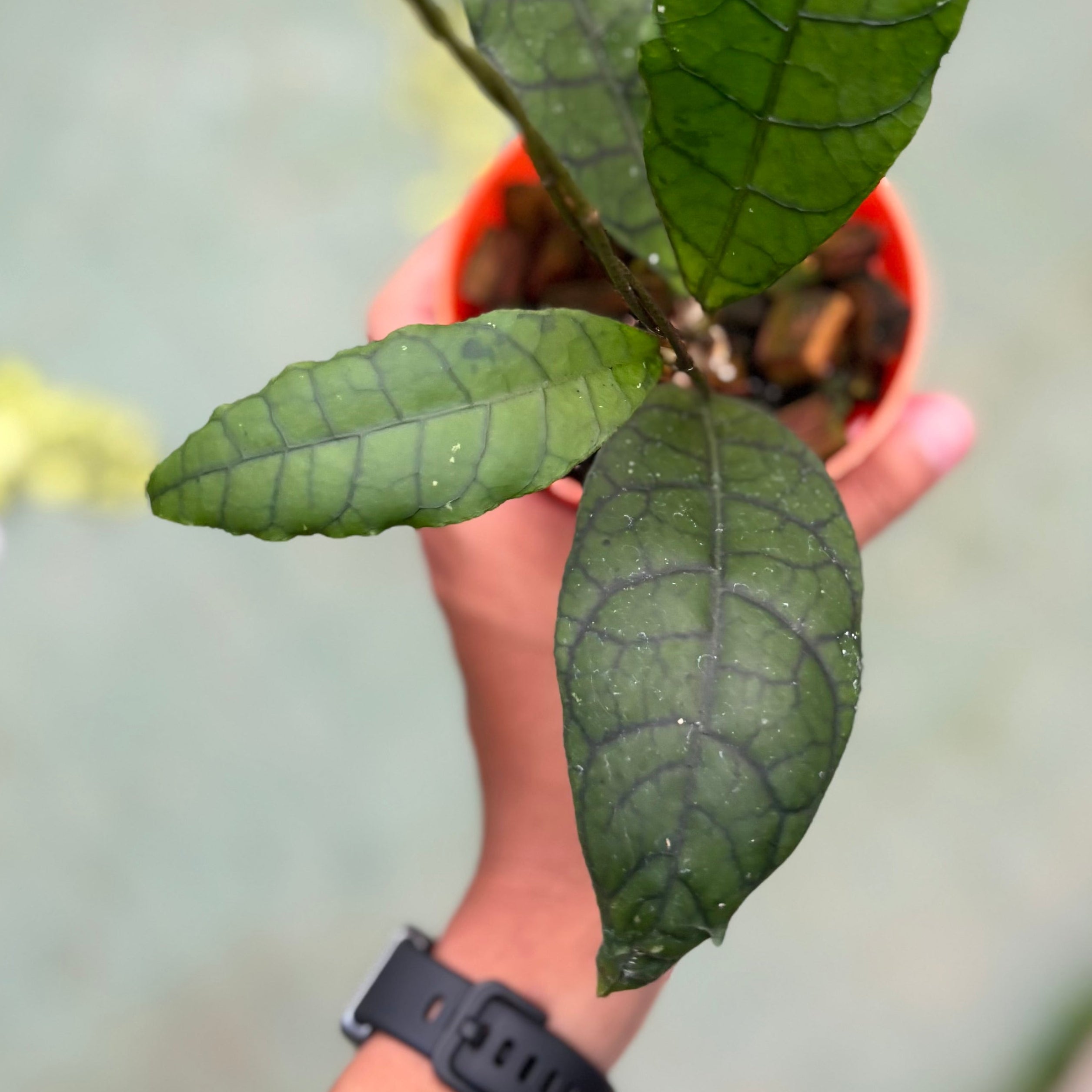Hoya callistophylla ‘king’