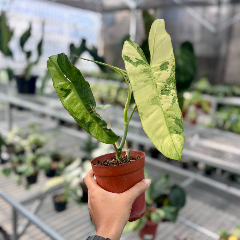 Philodendron paraiso verde variegated