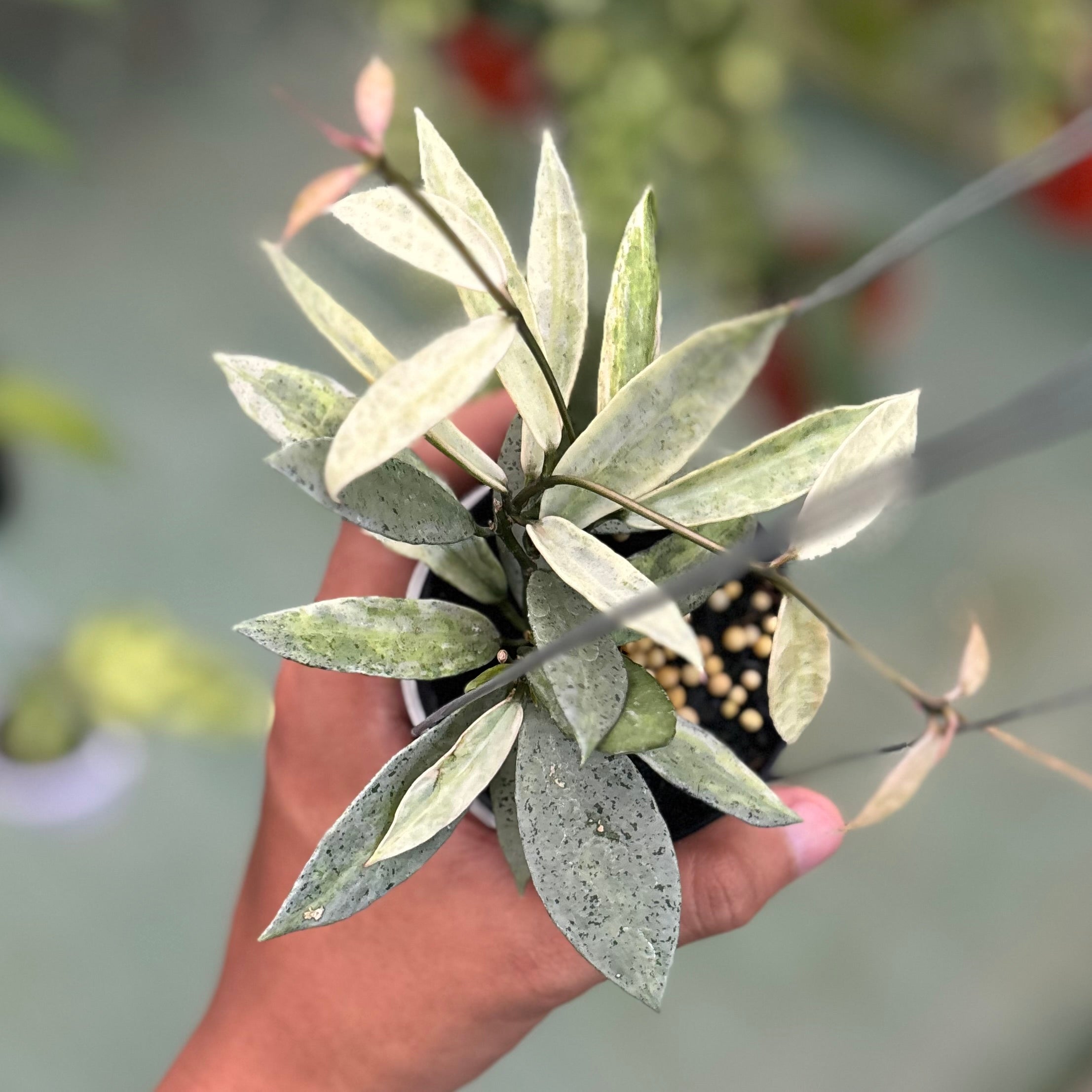 Hoya lacunosa winter pandora