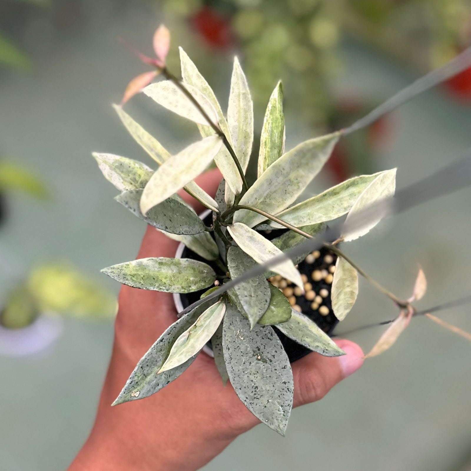 Hoya lacunosa winter pandora – Aroid Market