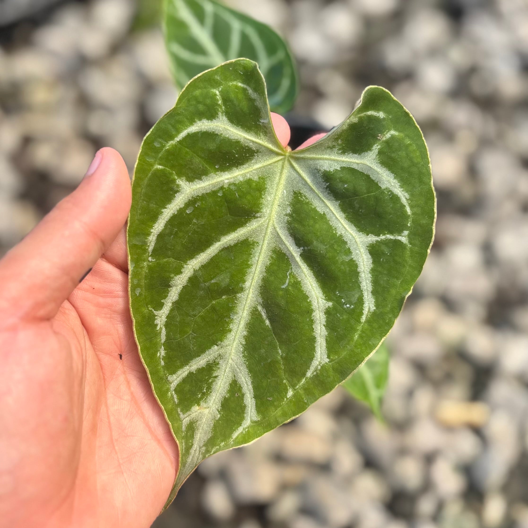 Anthurium silver blush x muchlis
